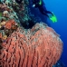 sponge_barrel_jg_v_0705_png0823.jpg